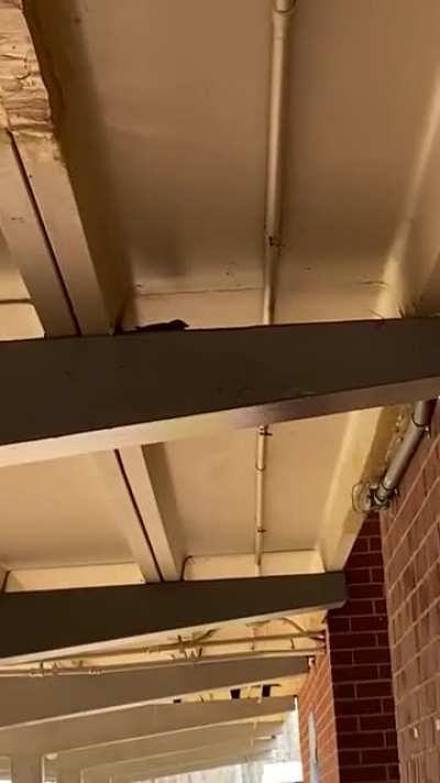 Fucking birds man
