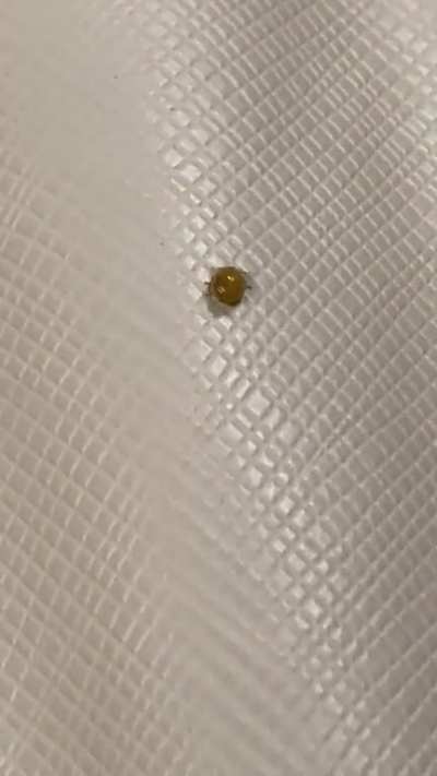 Bug (OC)