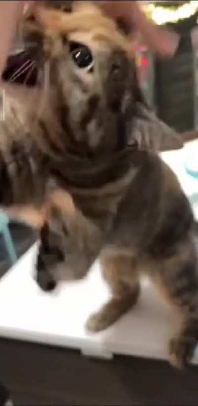 saw this on tiktok, anyone knows whats going on here? why the cat is asking "let me bite you" ?