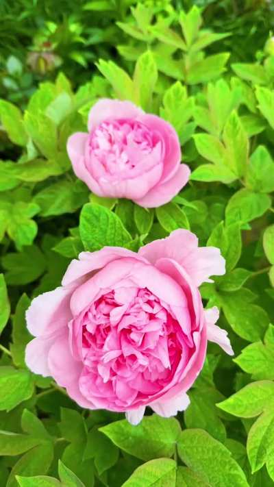 Vibrant peonies in my garden
