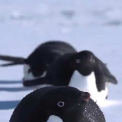 Penguin paradise