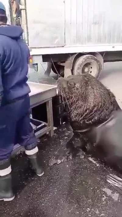 &ldquo;Can you toss me a tuna please?&rdquo;