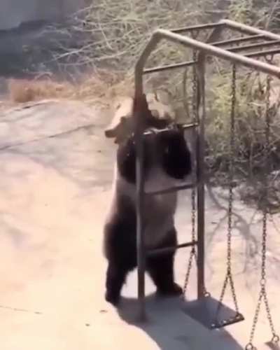 PoOr tEdDy gEtS FriEd oN tHe EleCtRIc FenCE