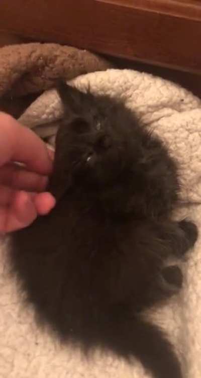 I&rsquo;m fostering this criminal