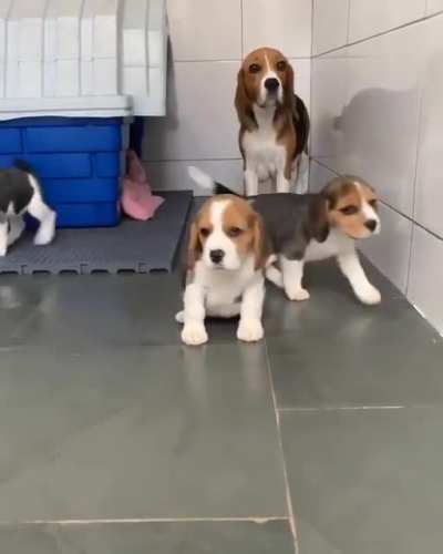 Cuties