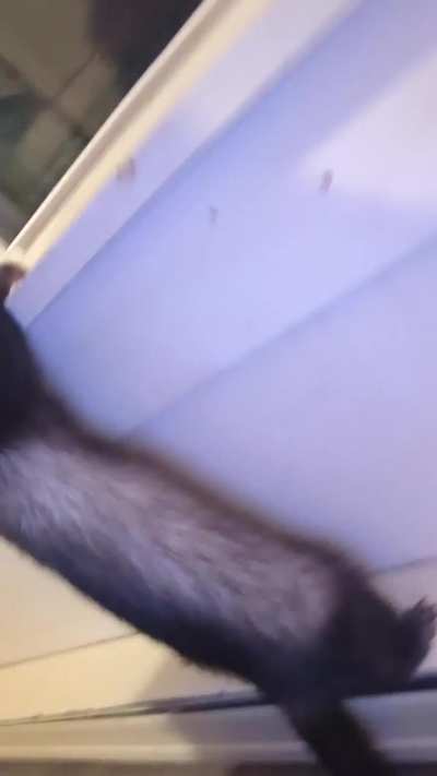 fun ferret Friday!