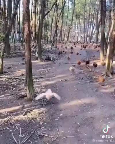 Quem falou em invas&atilde;o das galinhas? J&aacute; come&ccedil;ou!