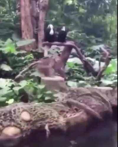 Mono flip