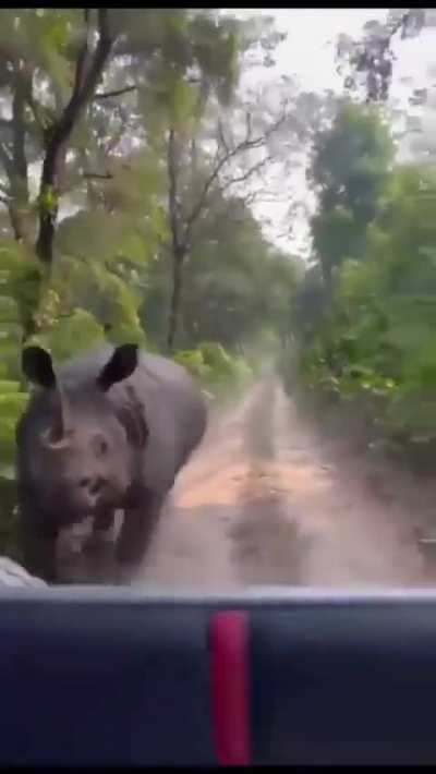 This is what it looks like to be chased by a rhino, they are really fast