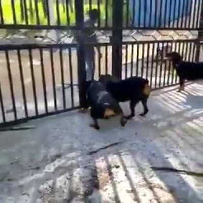 I love Rottweilers