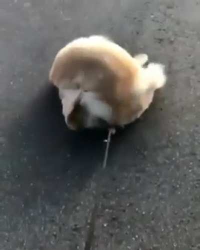 Derpy little puppy