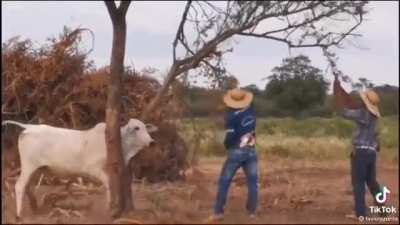 To Help A Cow That's Stuck