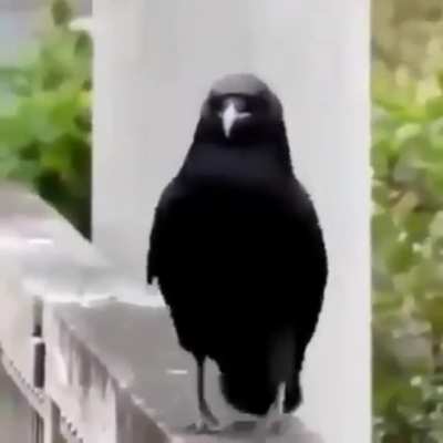 birbwalk