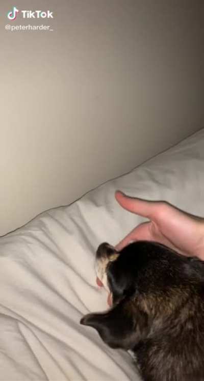 Note to self: don&rsquo;t wake up dog