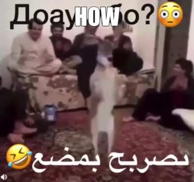funny song
