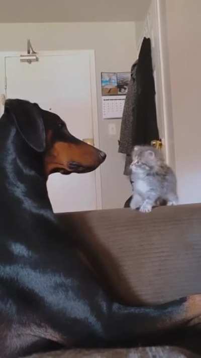patient doggo