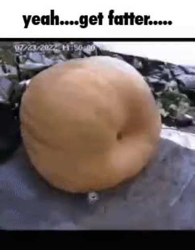 losercity pumpkin