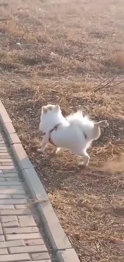 auzvv