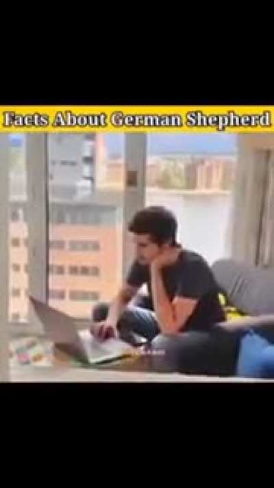 German shepherd 🐕&zwj;🦺