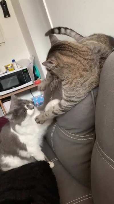 Котики