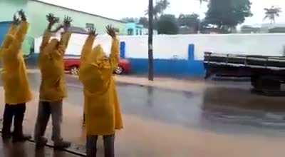 pica pau brasil