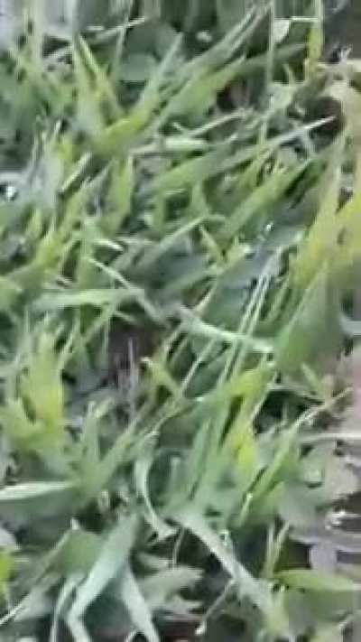 Oioi