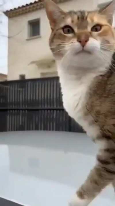 Cat has a message to us all