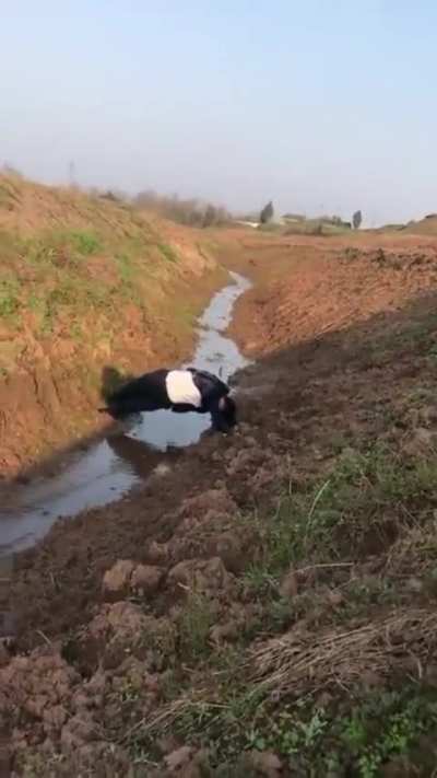 Stuck in the mud