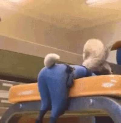 Gif of the Day