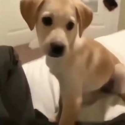 Mocking a dog