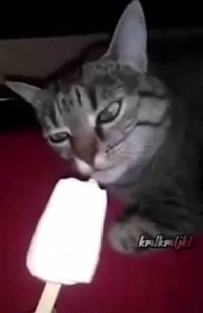 This cat eating ice cream