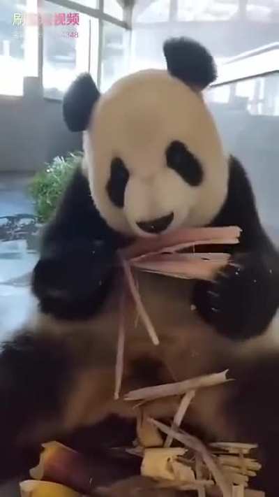 A panda a day keeps the sorrow away