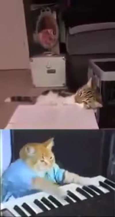 Немного Котиков и музыки вам в утро