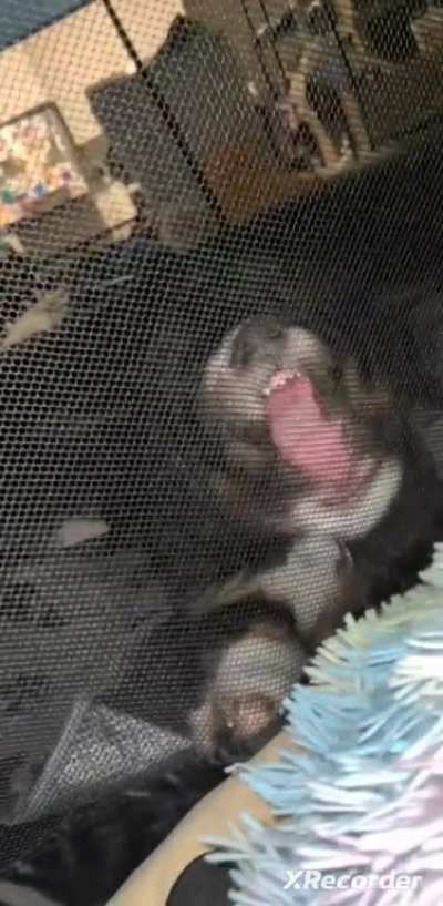 Apparently our puppy doesn't like his new tent, so now he's happily sleeping in his play pen