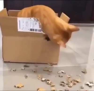 Chaincat