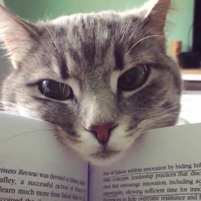 Study Buddy