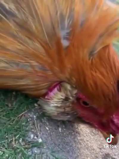 How to hypnotize a rooster.