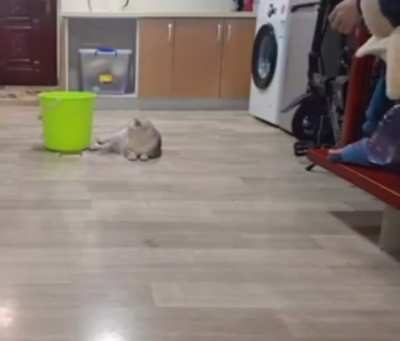 That cat has some skills.