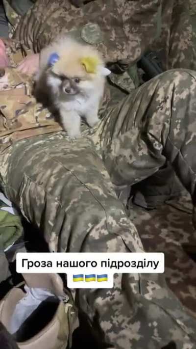 UkrARMY cats &amp;amp; dogs (source) - Ukrainian soldier with his war dog with ears decorated in Ukrainian colors.