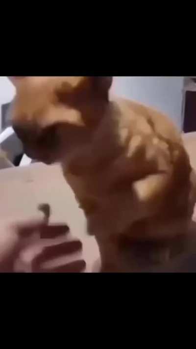 Kissahomie