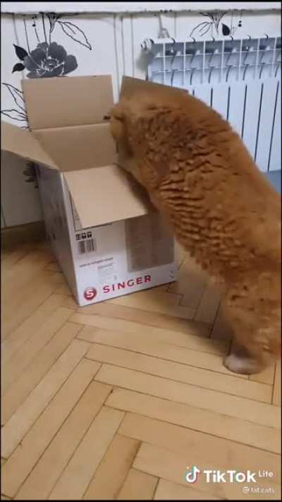 red cat