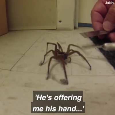 Here is a man cleaning a spider's feet