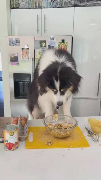 Bone appetit