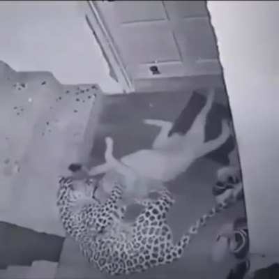 Завтрак для котика