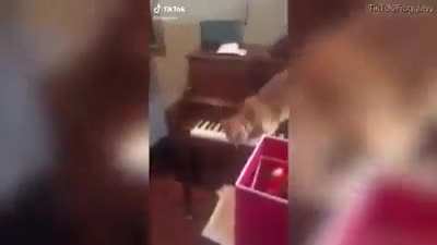 Cats audible panic