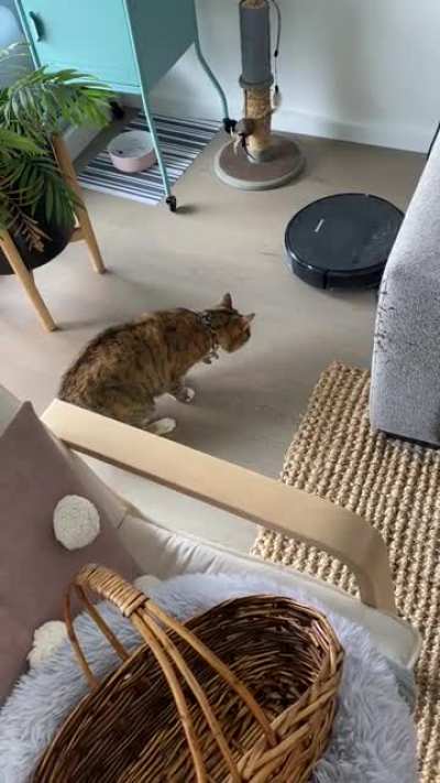 Kitty is spooked