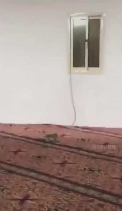 🐱