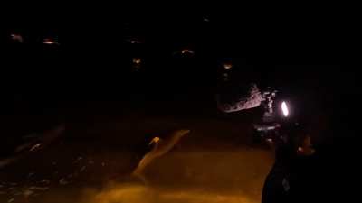 More clips, hunting with the dolphins