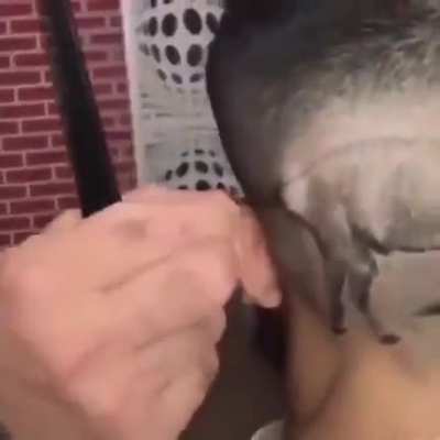 This horse haircut