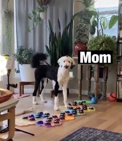 Dog communicates with her owner